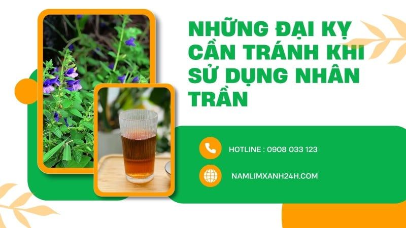 Những đại kỵ cần tránh khi sử dụng Nhân Trần