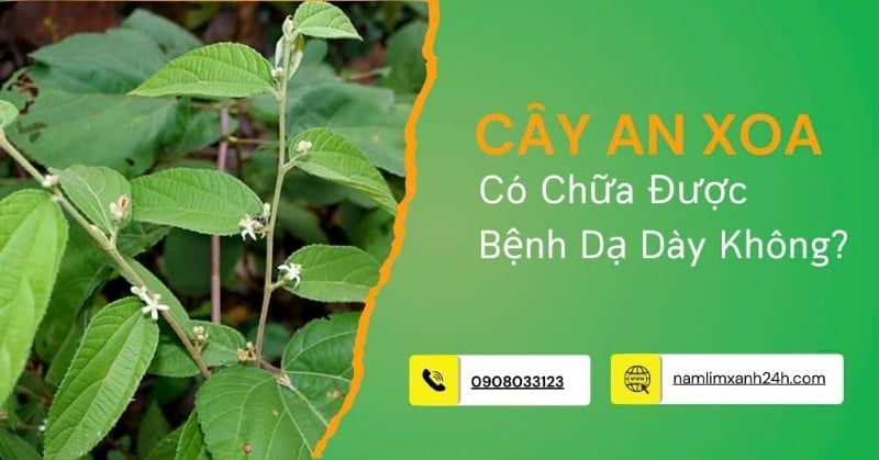 Cây An Xoa có chữa được bệnh dạ dày không? Giải đáp chi tiết
