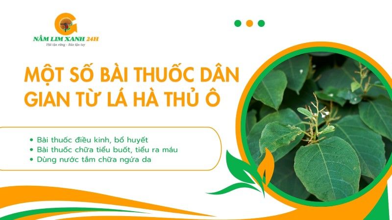 Một số bài thuốc dân gian từ lá Hà Thủ Ô