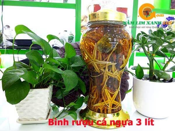 Bình tửu Cá Ngựa 3 lít tại Nấm Lim Xanh 24h