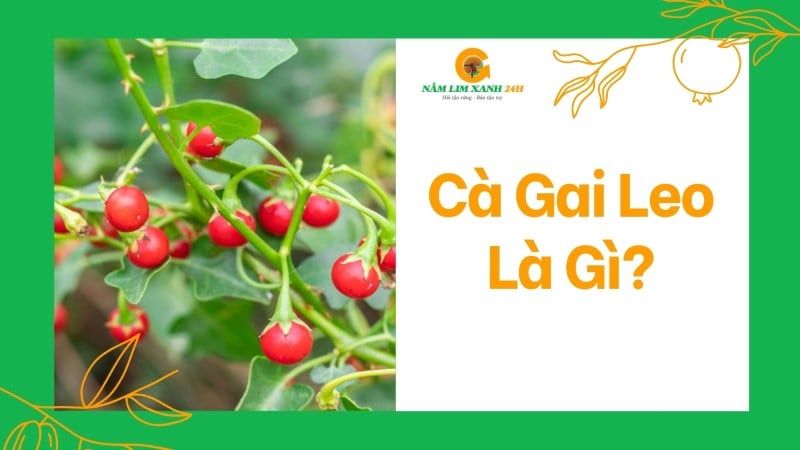 Cà Gai Leo là gì?