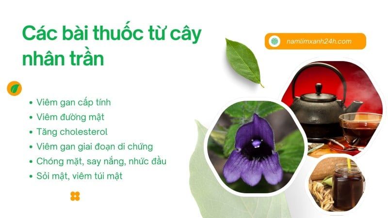 Một số bài thuốc từ cây Nhân Trần