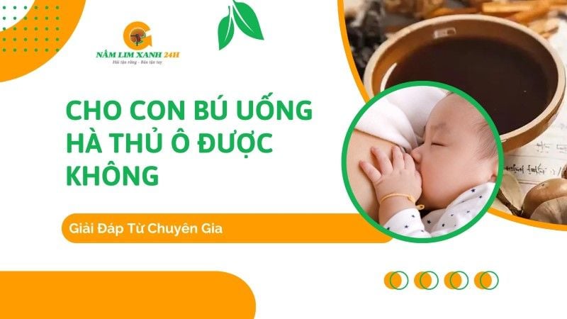 Cho con bú uống Hà Thủ Ô được không? Giải đáp từ chuyên gia
