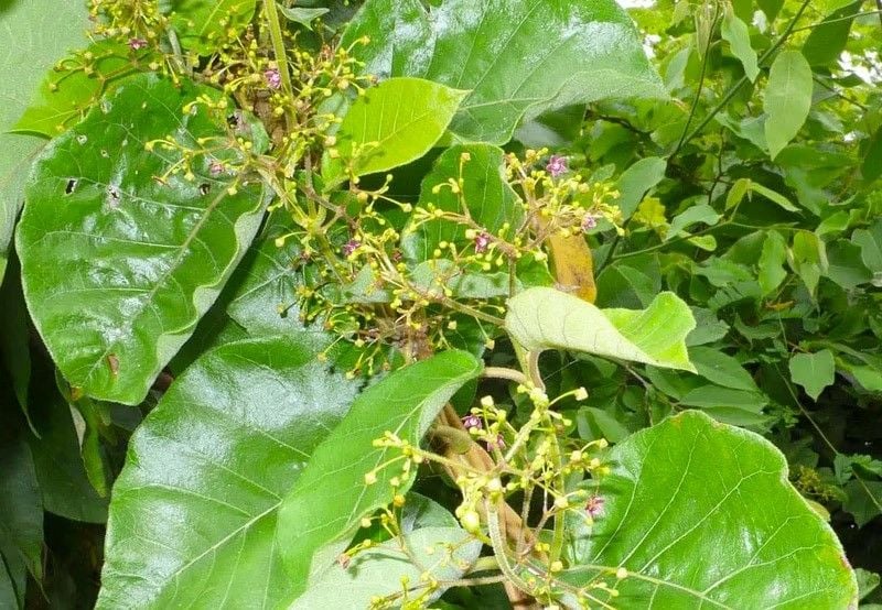 Những công dụng nổi bật của lá Hà Thủ Ô