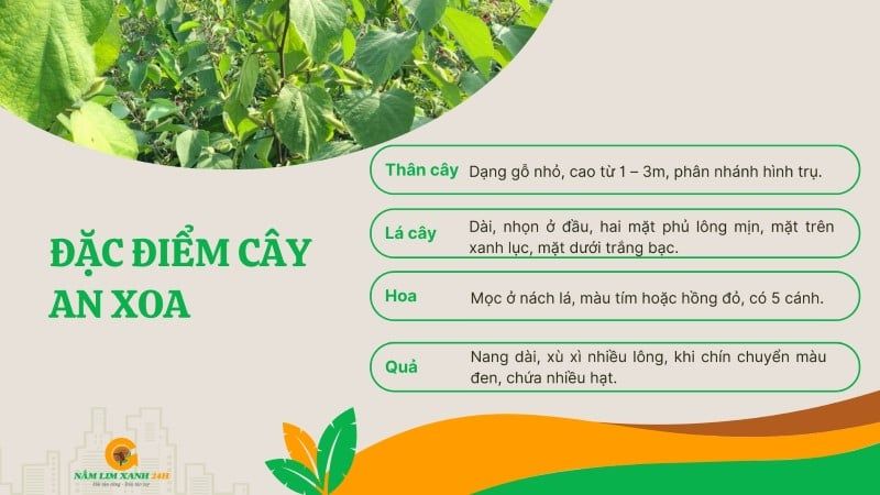 Đặc điểm cây An Xoa
