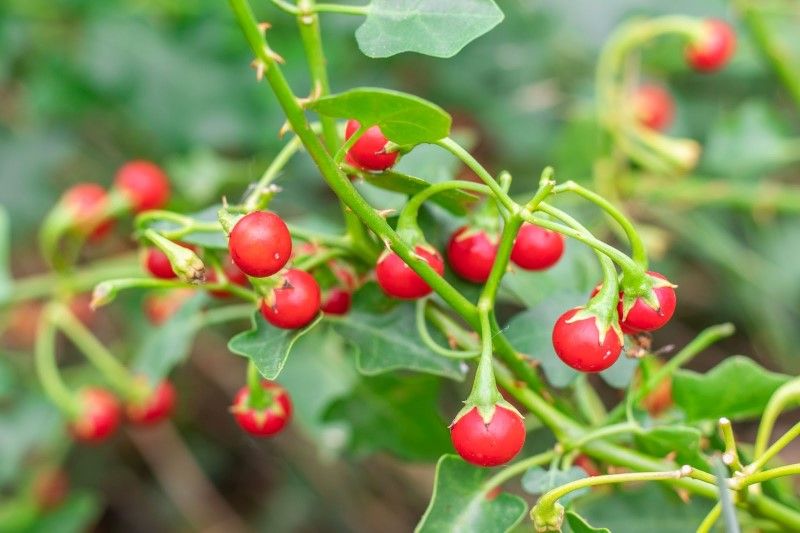 Đặc điểm cây Cà Gai Leo