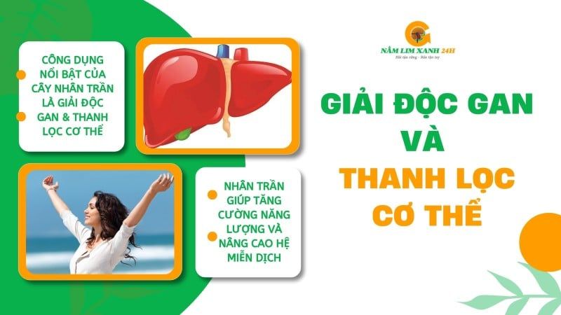 Tác dụng của Nhân Trần nổi bật với khả năng giải độc gan và thanh lọc cơ thể.