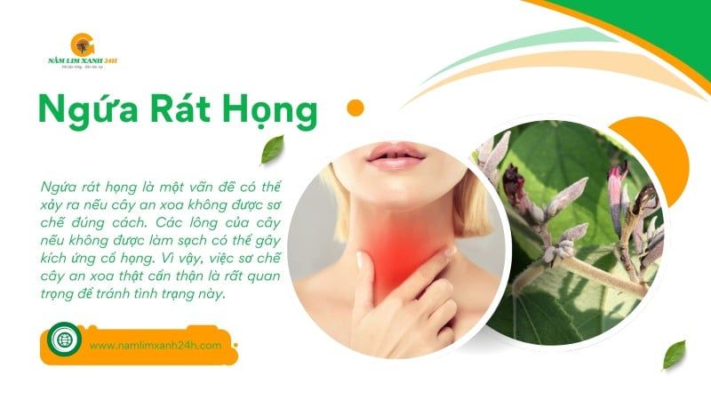 Ngứa rát họng - tác dụng phụ thường gặp nếu sơ chế cây An Xoa không đúng cách.