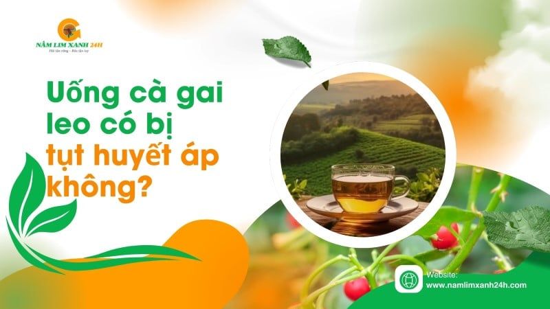 Uống Cà Gai Leo có bị tụt huyết áp không?