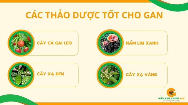 Lời khuyên dành cho ai muốn bảo vệ gan.