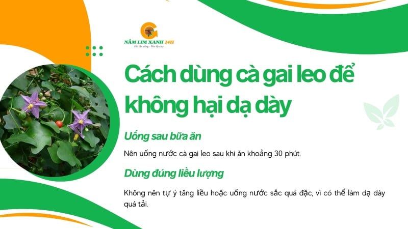 Cách dùng Cà Gai Leo tốt cho dạ dày