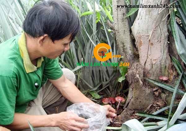 Nấm được thu mua từ người đi rừng trực tiếp tại Quảng Nam