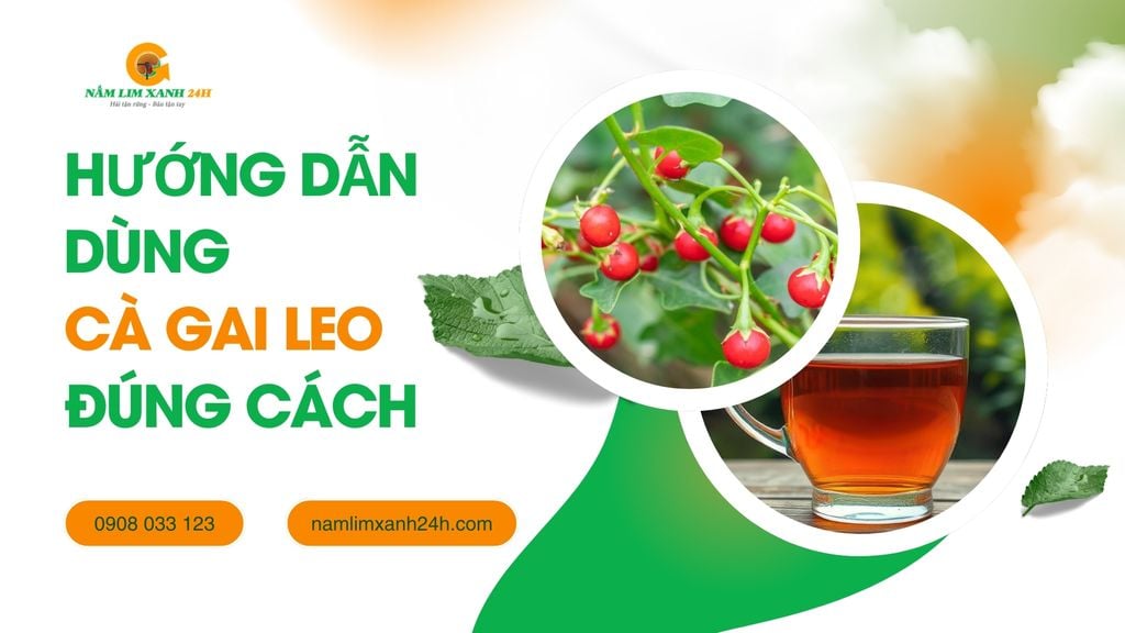 Hướng dẫn sử dụng Cà Gai Leo đúng cách