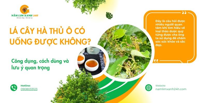 Lá cây Hà Thủ Ô Có uống được không? Công dụng, cách dùng và lưu ý quan trọng