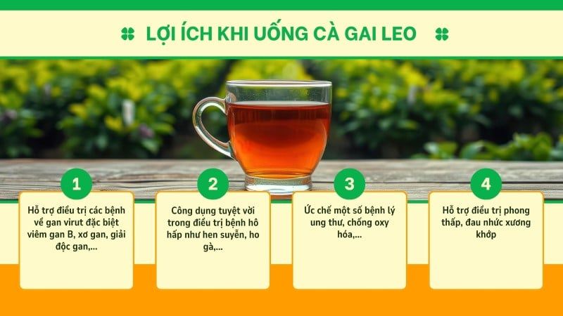 Lợi ích khi uống Cà Gai Leo