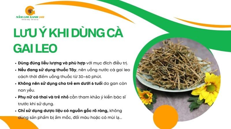 Những lưu ý quan trọng khi dùng Cà Gai Leo