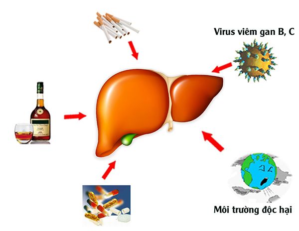 Ảnh hưởng của môi trường đối với gan