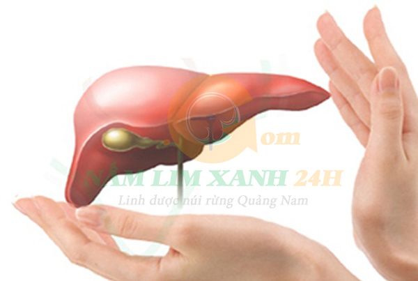 Nấm Lim Xanh điều trị bệnh gan.