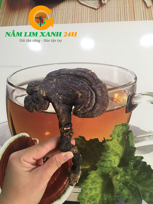 Nấm lim xanh rừng tự nhiên