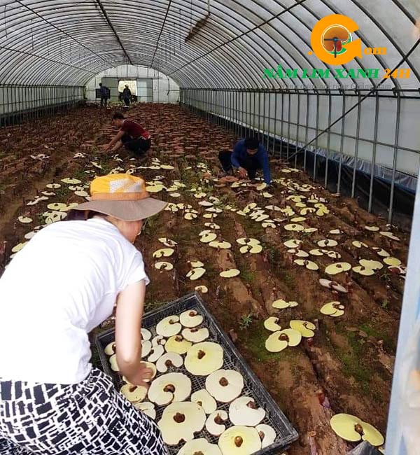 Nấm linh chi Imsil Hàn Quốc được nuôi trồng chuẩn GAP quốc tế