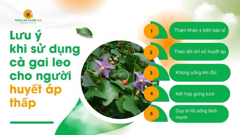 Lưu ý khi sử dụng Cà Gai Leo cho người huyết áp thấp