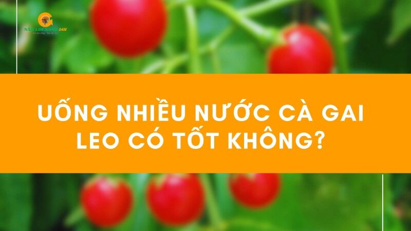 Uống nhiều nước cây Cà Gai Leo có tốt không?