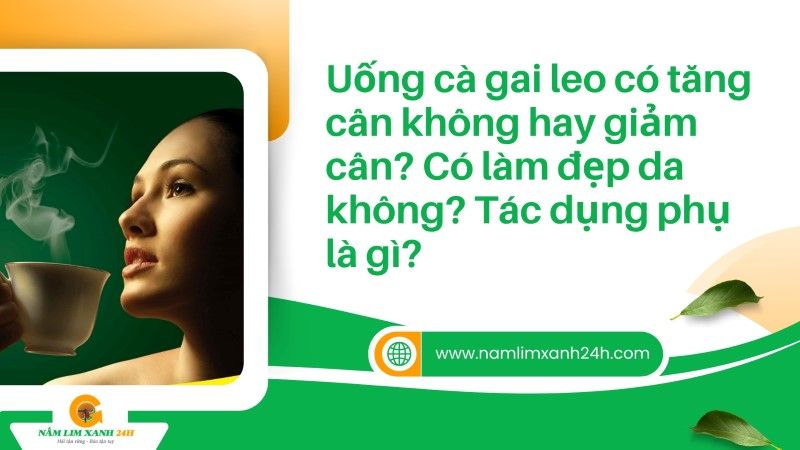 Uống Cà Gai Leo có tăng cân không hay giảm cân? Có làm đẹp da không? Tác dụng phụ là gì?