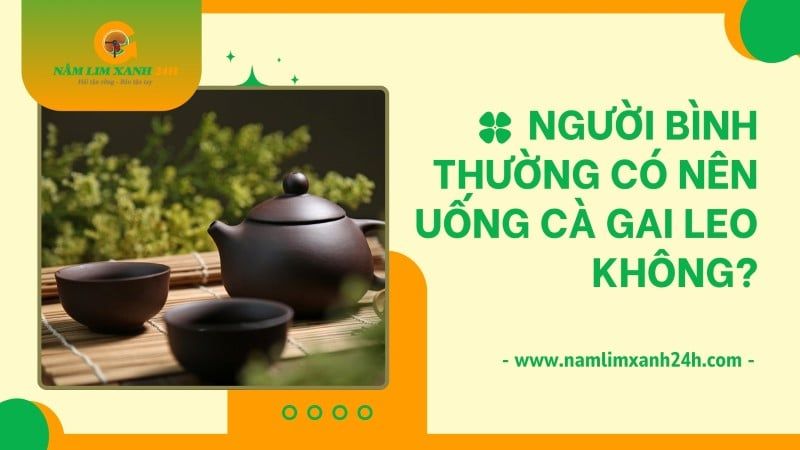 Người bình thường có nên uống Cà Gai Leo không? Lợi ích và lưu ý cần biết