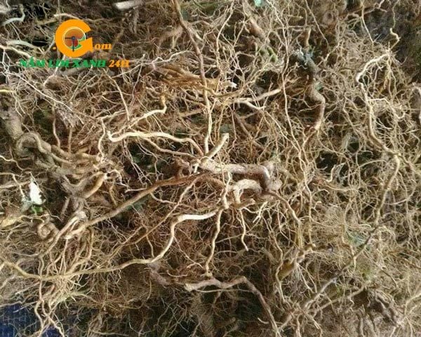 Hình ảnh rễ cây cà gai leo khô chất lượng tại Nấm Lim Xanh 24h
