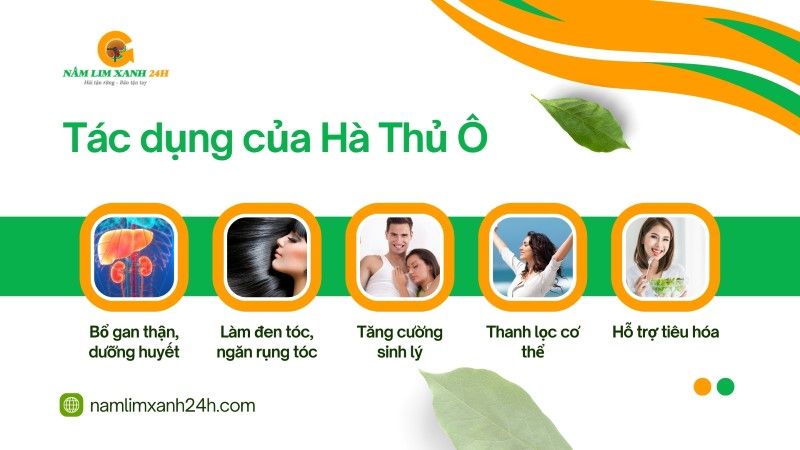 Tác dụng của Hà Thủ Ô theo Đông y