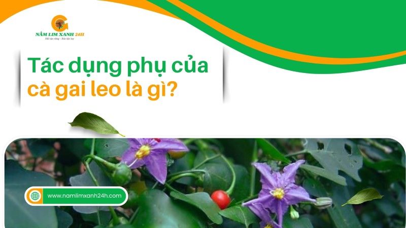 Tác dụng phụ của Cà Gai Leo là gì?