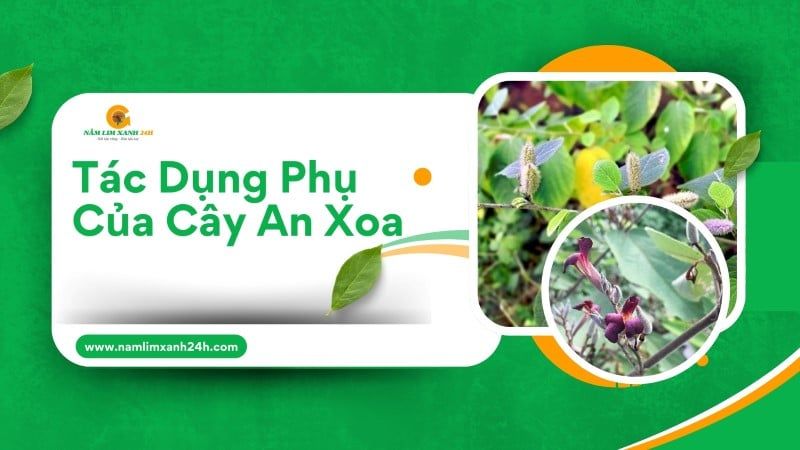 Tác dụng phụ của cây An Xoa: Những điều cần lưu ý khi sử dụng