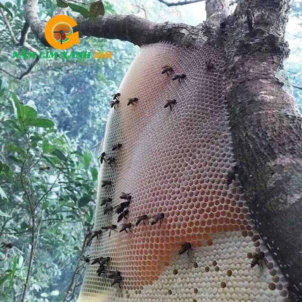 Tổ mật ong khoái rừng thiên nhiên.