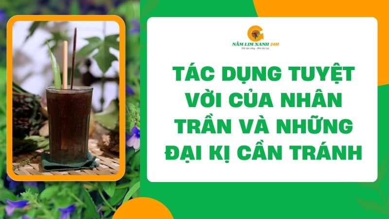 Tác dụng của Nhân Trần và những đại kỵ cần tránh