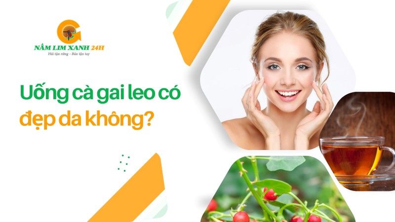 Uống Cà Gai Leo có đẹp da không?