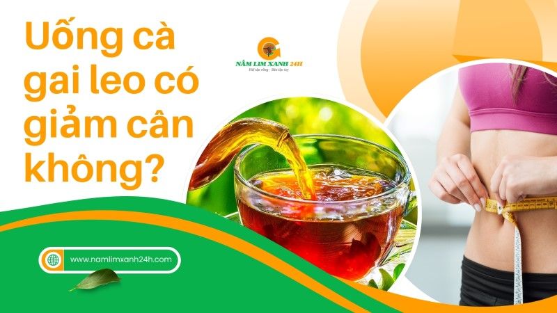 Uống Cà Gai Leo có giảm cân không?