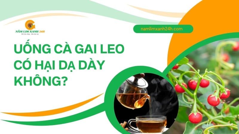 Uống Cà Gai Leo có hại dạ dày không? Giải đáp từ chuyên gia