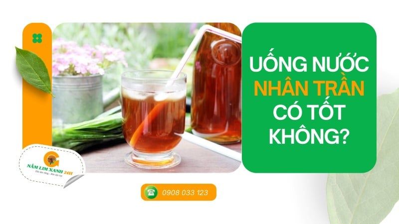 Uống nước Nhân Trần có tốt không? Tìm hiểu lợi ích và những điều cần lưu ý