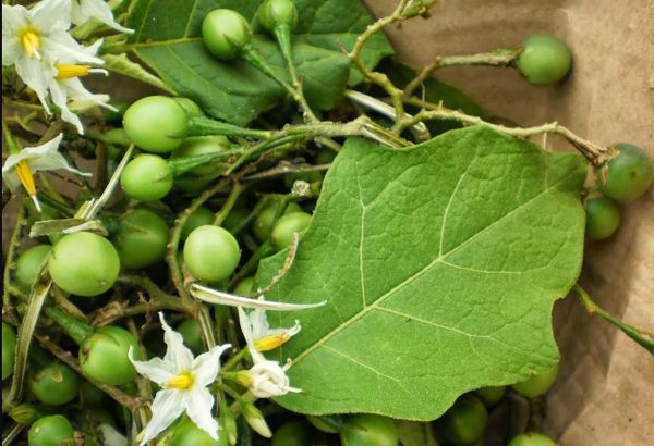 Cà gai leo có công dụng gì ?