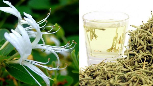 Cây kim ngân hoa có tác dụng gì?