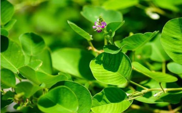 Cây Kim tiền thảo có tác dụng gì? Cách dùng, lưu ý khi sử dụng