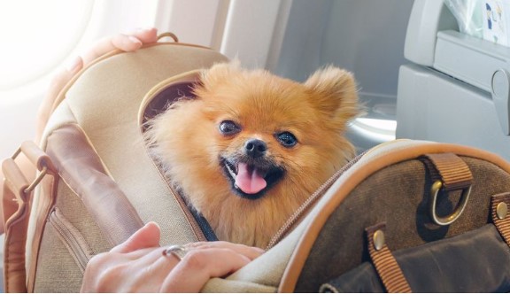 Có được mang thú cưng lên máy bay không?