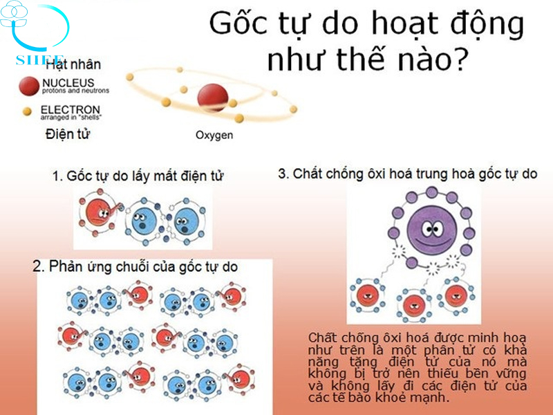 GỐC TỰ DO LÀ GÌ VÀ TÁC HẠI CỦA CHÚNG