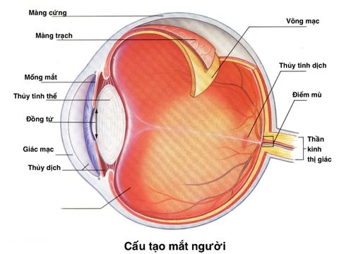 Tổng Quan Đáy Mắt - Võng Mạc