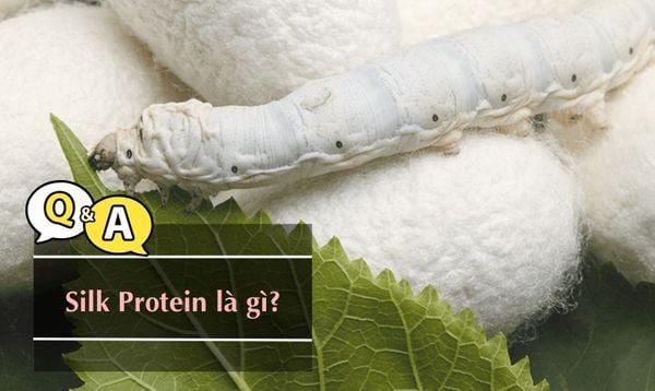 SILK PROTEIN LÀ GÌ TRONG MỸ PHẨM? CÓ TÁC DỤNG DƯỠNG TÓC KHÔNG?