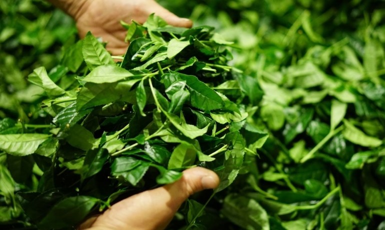 Rửa nước chè xanh cho vùng kín có tốt không? Cách vệ sinh an toàn