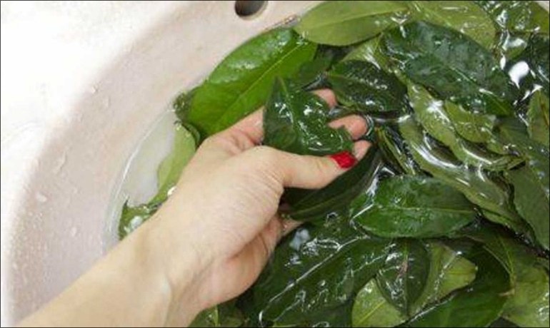 Rửa nước chè xanh cho vùng kín có tốt không? Cách vệ sinh an toàn