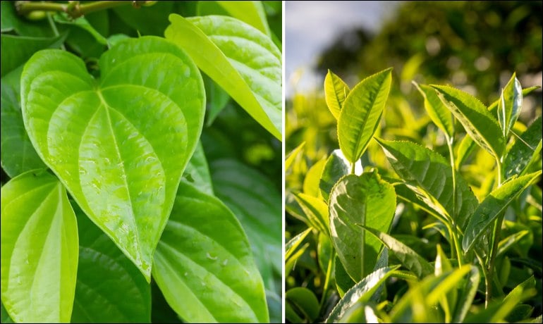 Rửa vùng kín bằng lá trầu không có cần rửa lại không?