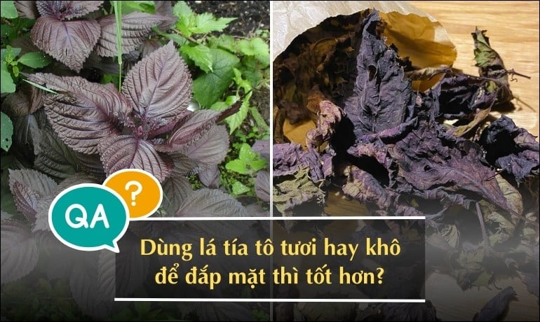 10 cách đắp mặt nạ bằng lá tía tô làm mờ nám tại nhà