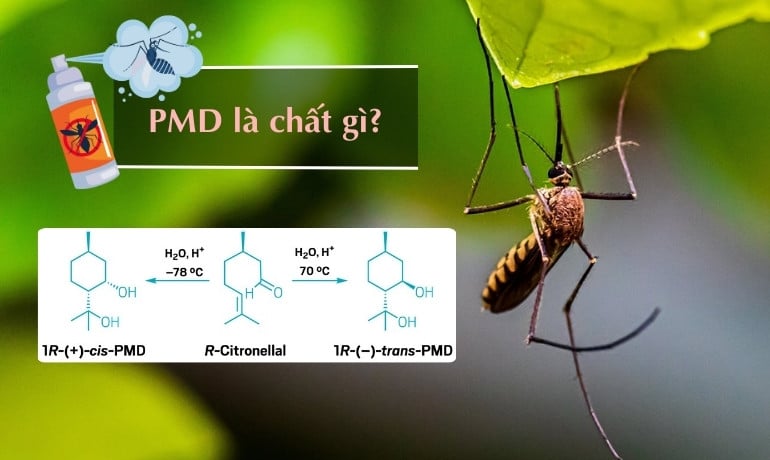 PMD là gì trong sản phẩm đuổi muỗi, có an toàn không?